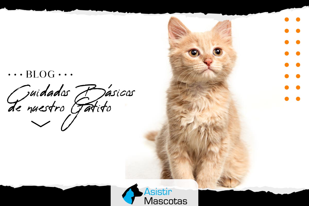 Cuidados Básicos de nuestro Gatito