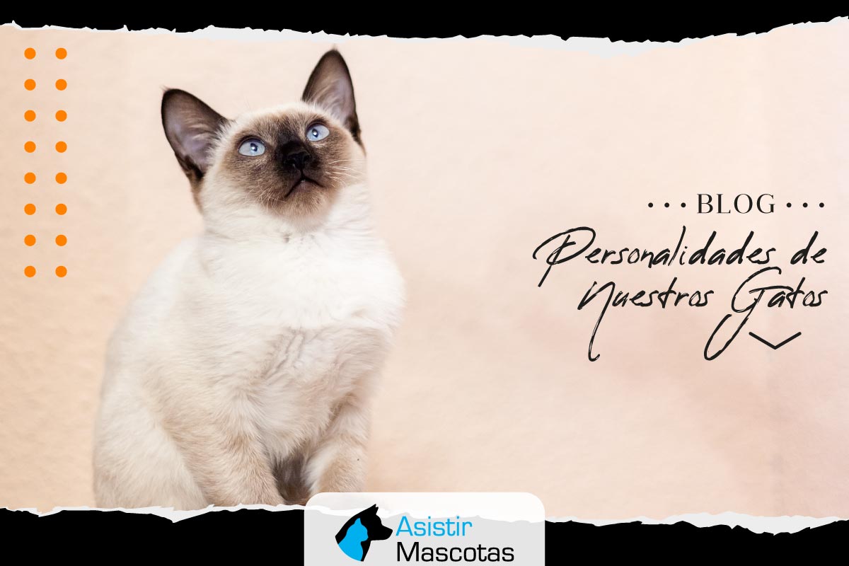 Personalidades de Nuestros Gatos