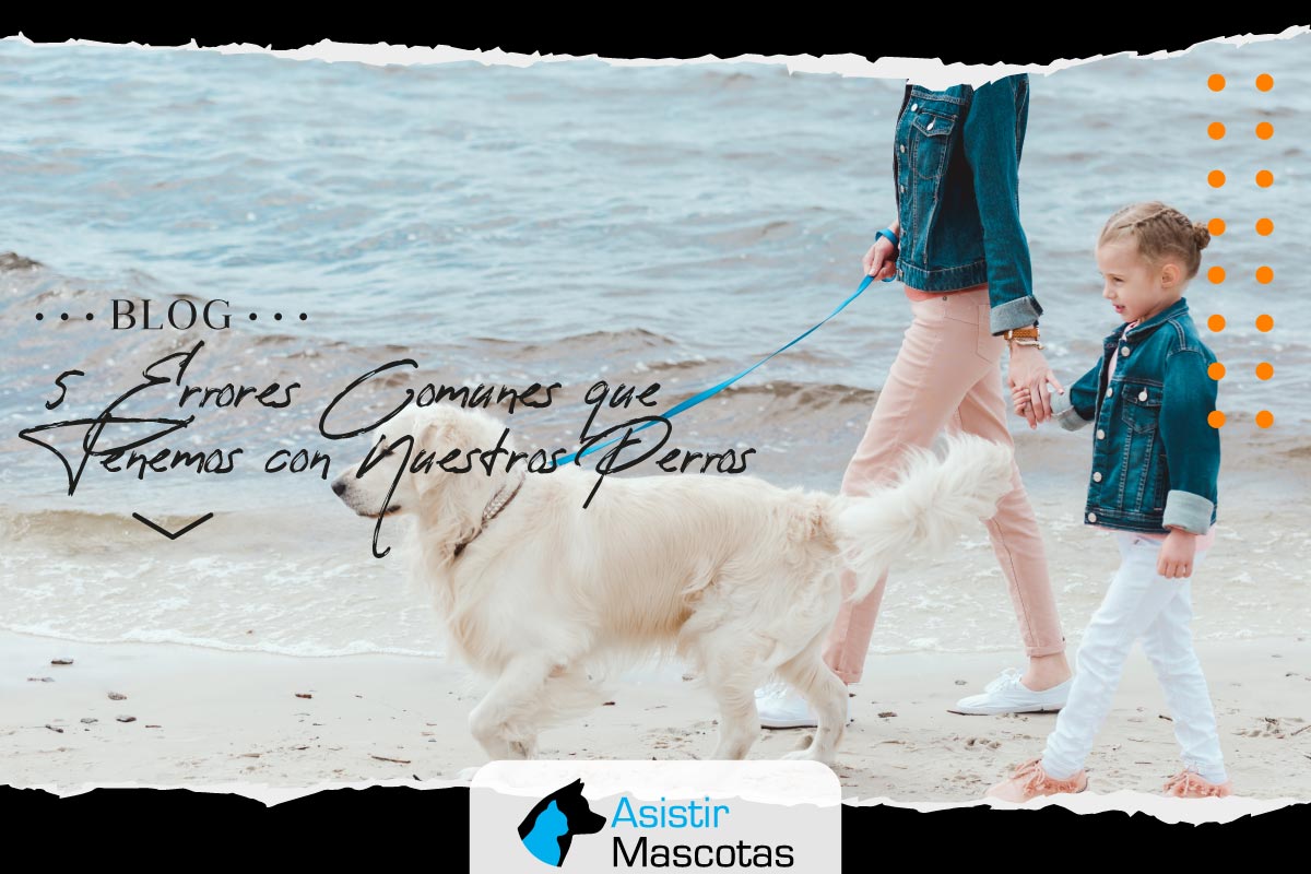 5 Errores Comunes Que Tenemos Con Nuestros Perros
