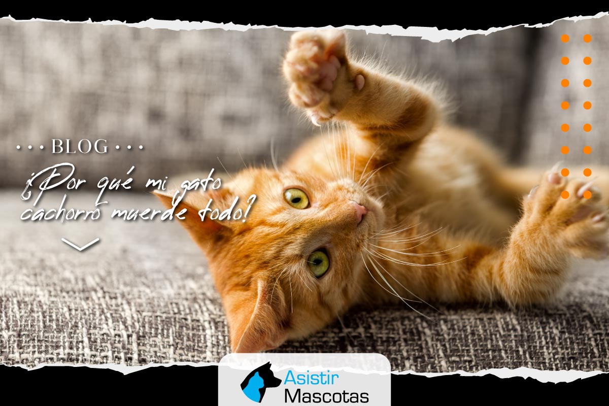 ¿Por qué mi gato cachorro muerde todo?