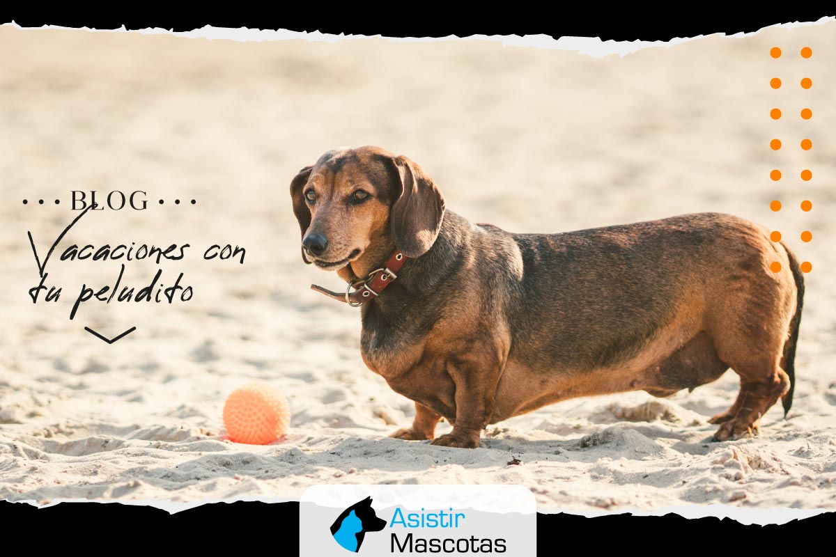 Vacaciones con tu peludito