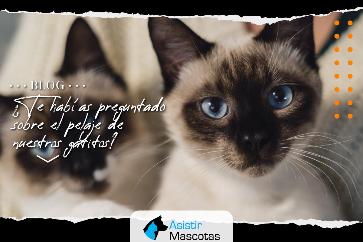¿Te habías preguntado sobre el pelaje de nuestros gatitos?