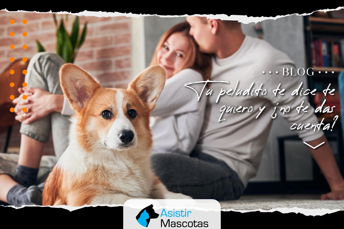 Tu peludito te dice te quiero y ¿no te das cuenta?