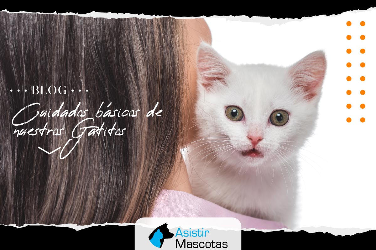 Cuidados Básicos de Nuestros Gatitos