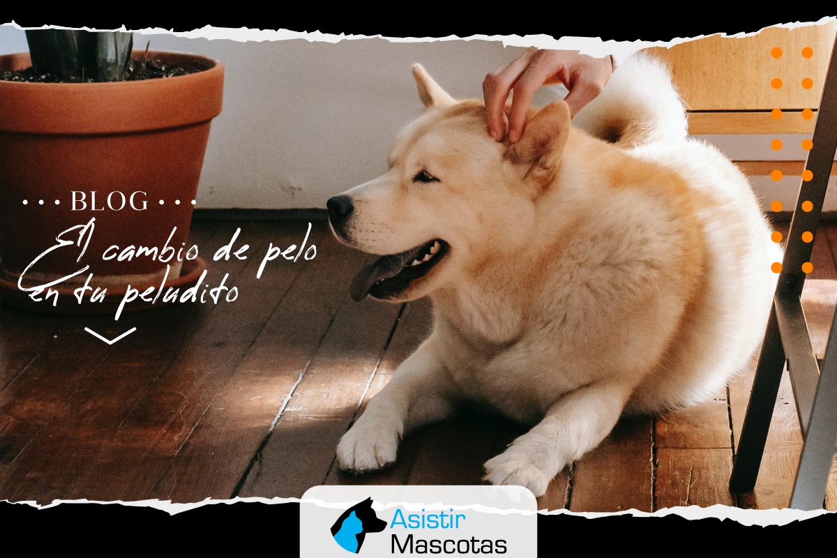 El cambio de pelo en tu peludito