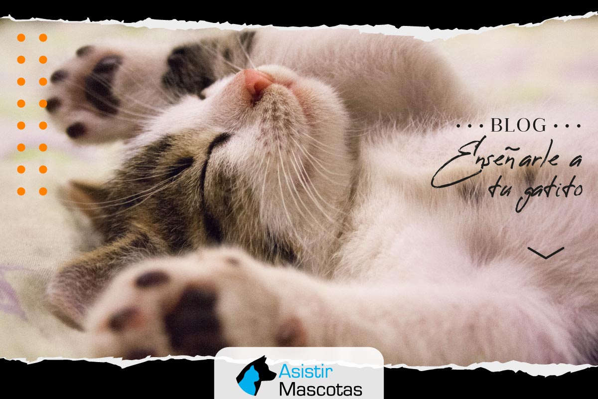 Enseñarle a tu Gatito