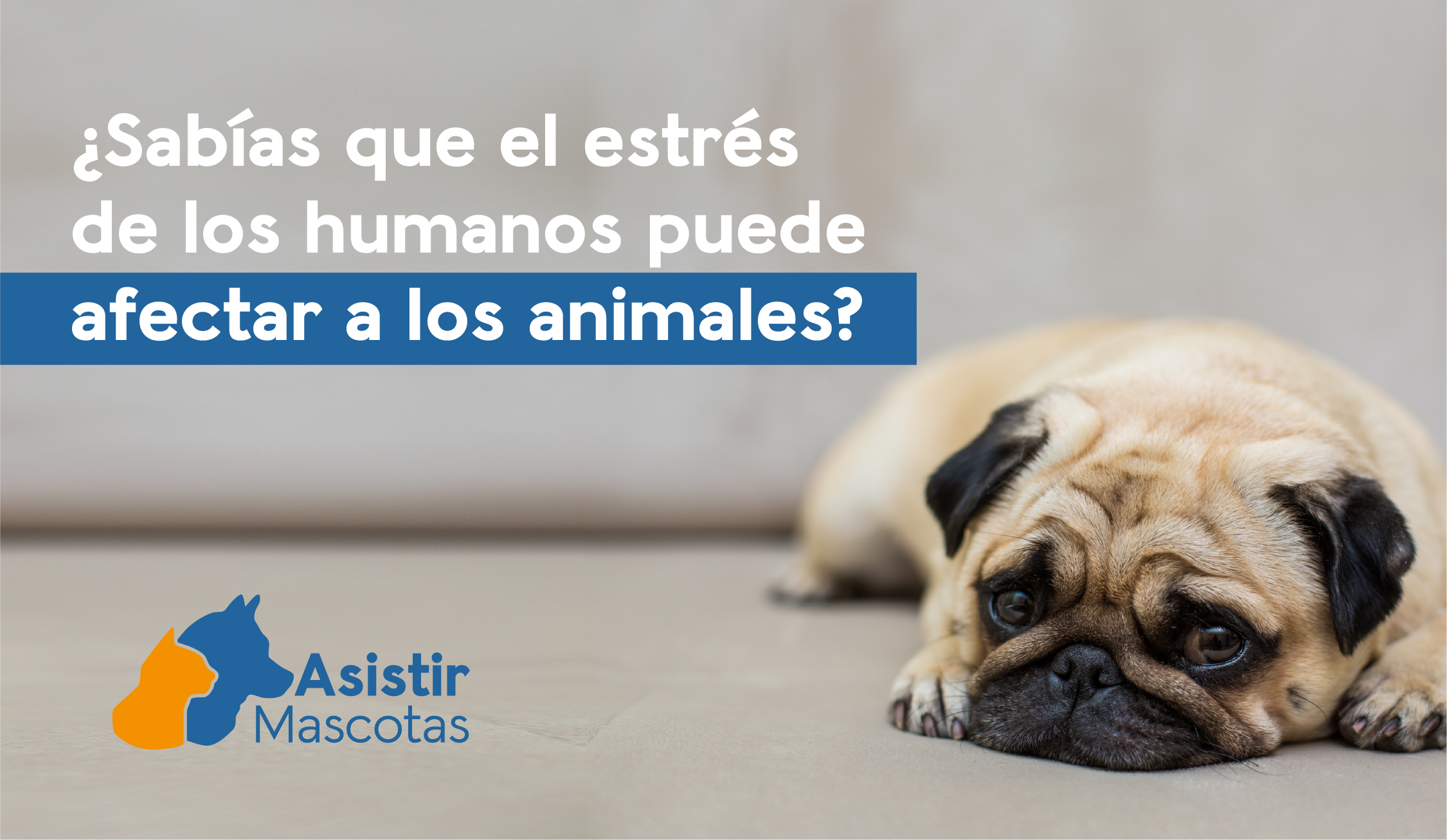 ¿Sabías que el estrés humano puede afectar a tus mascotas? Descubre cómo cuidarlas mejor