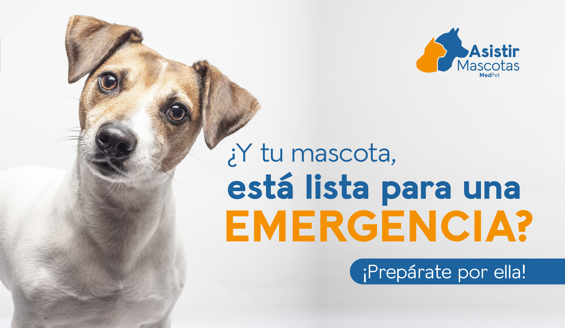 Cómo prepararse con mascotas en emergencias: Guía práctica para cuidadores responsables