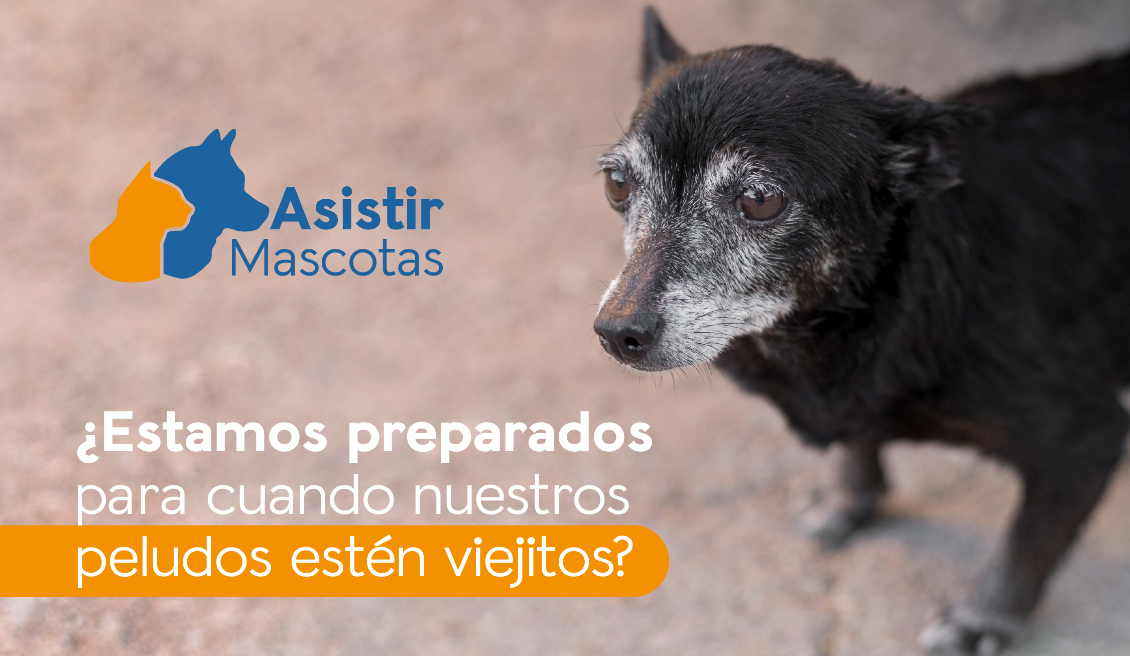 ¿Estamos preparados para cuando nuestros peludos ya estén viejitos? Cuidados para mascotas senior y geriátricas