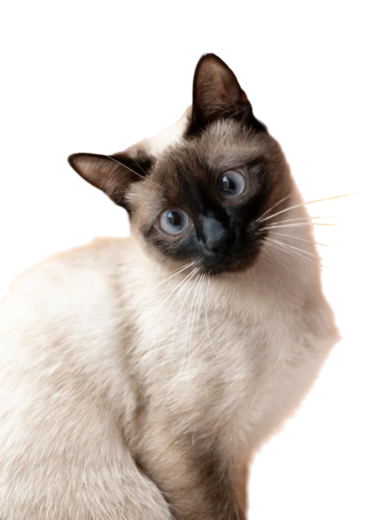 Gato tranquilo representando los servicios y costos asequibles de atención veterinaria de medicina prepagada