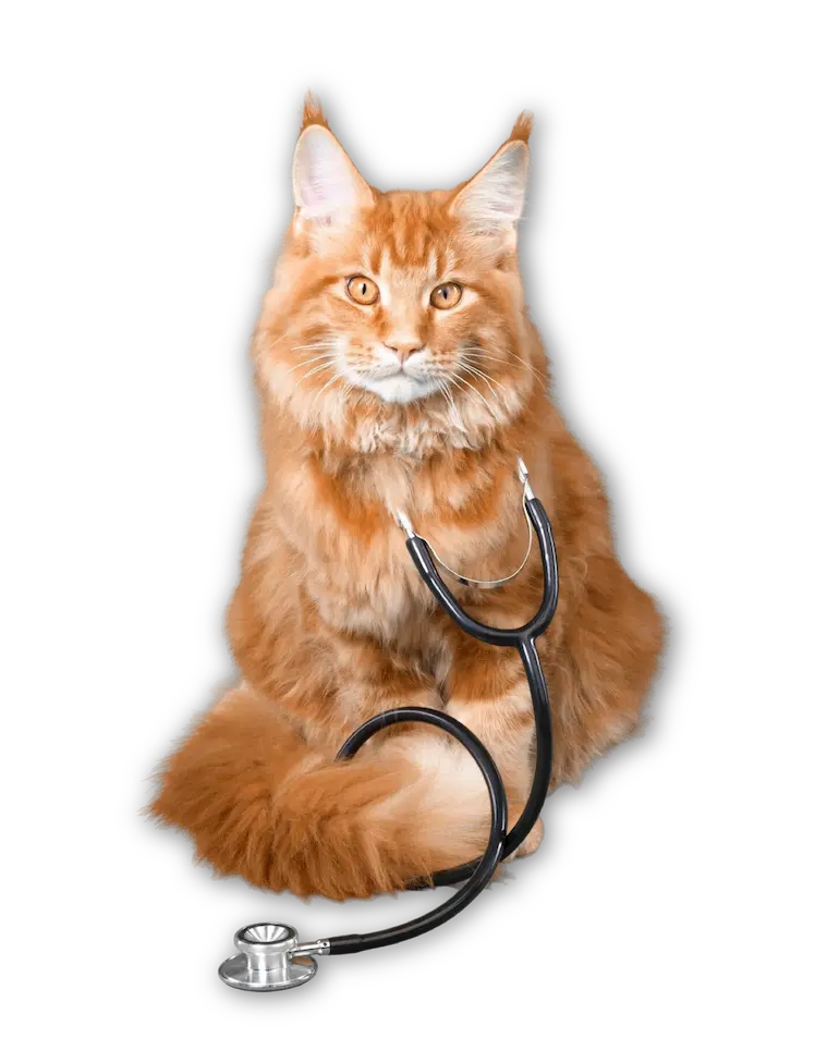 Gato atendido por veterinario como parte del plan de medicina prepagada