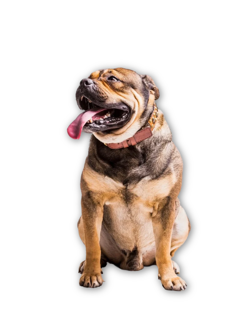 Perro feliz representando el bienestar alcanzable con las tarifas de Asistir Mascotas