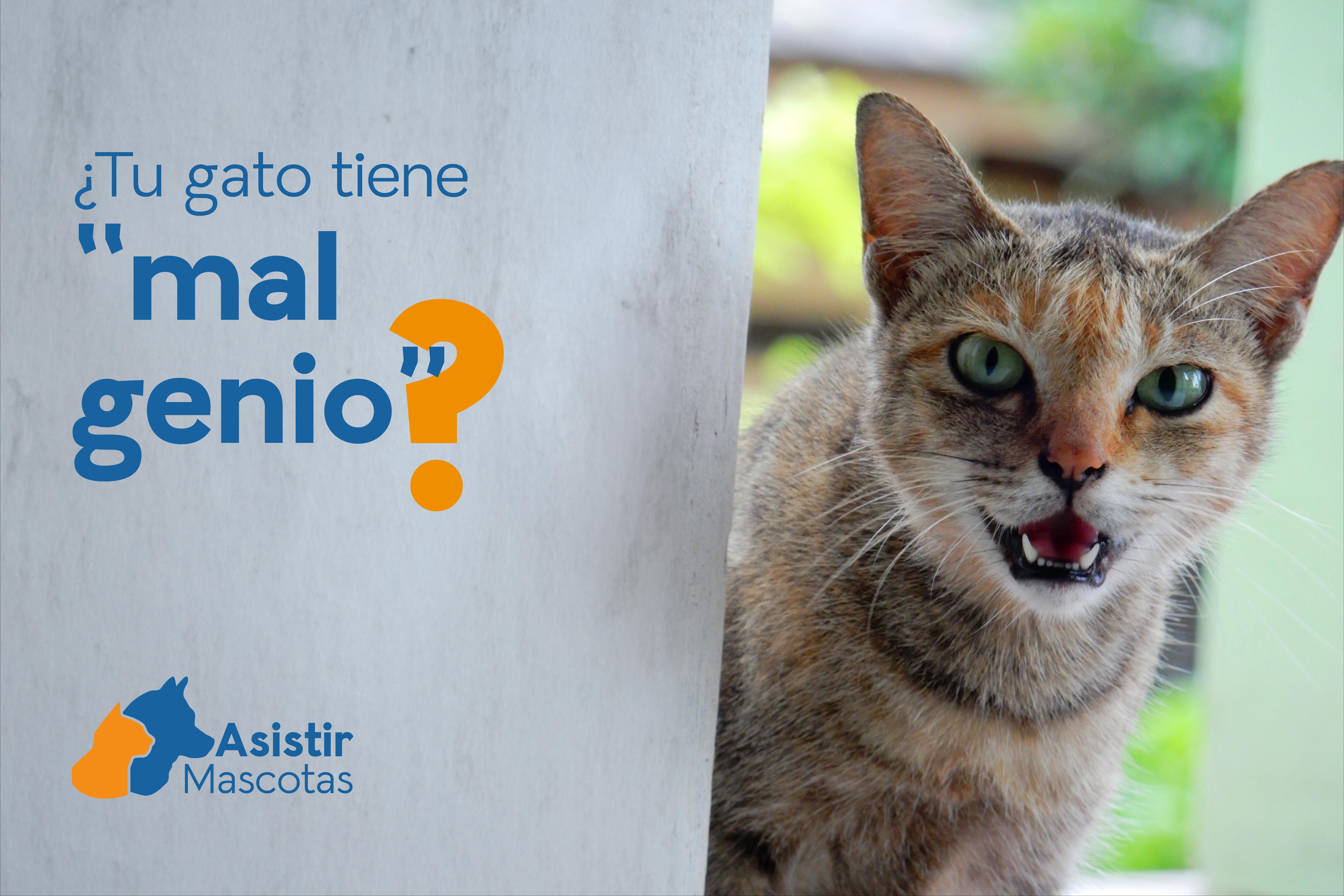 señales de estrés en gatos