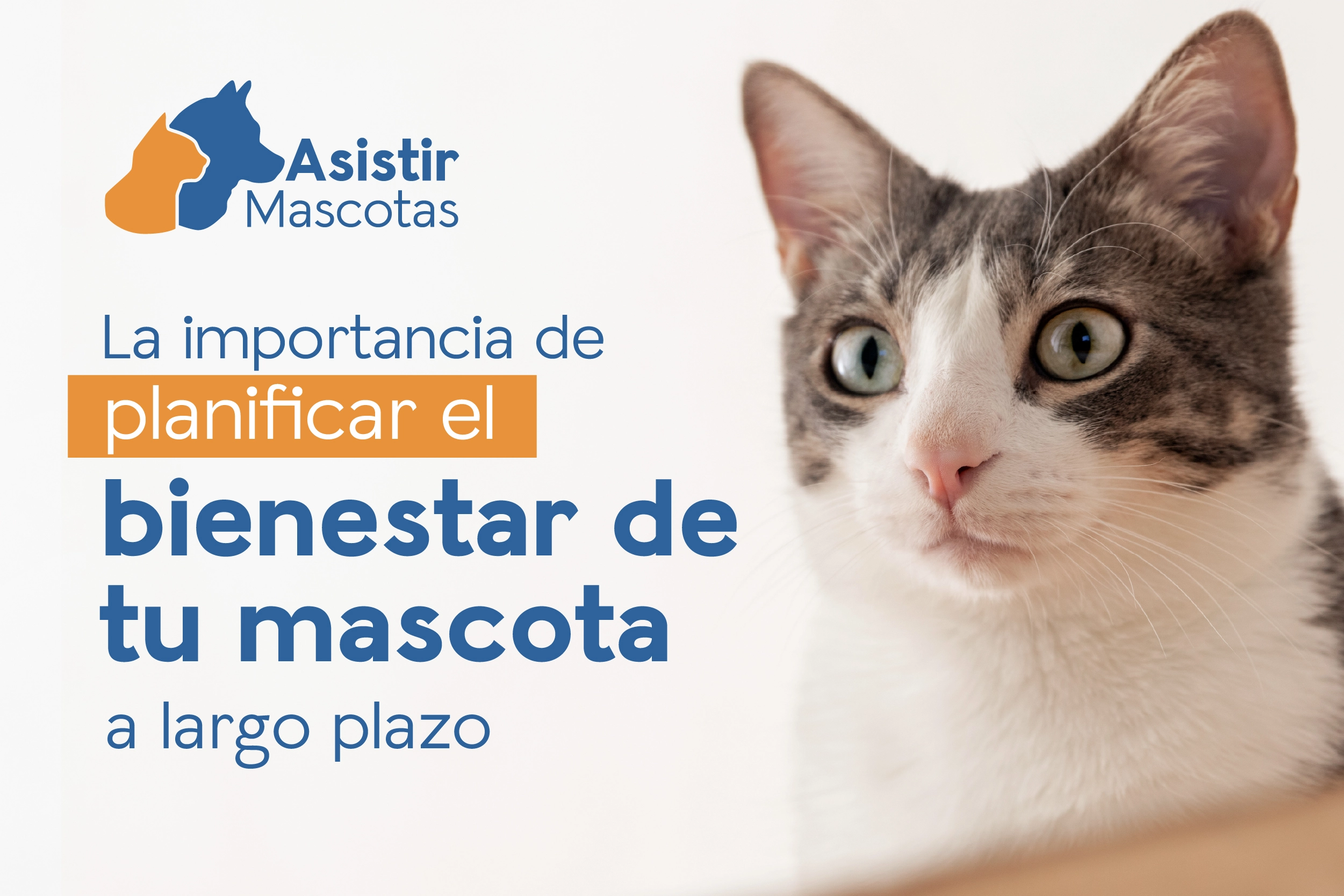 Descubre cómo planificar el bienestar de tu mascota con cuidado preventivo, salud a largo plazo y planes como MedPet de Asistir Mascotas.